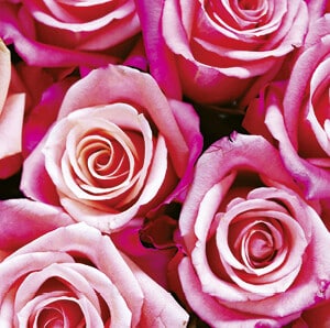 Postkarte Rose rosa